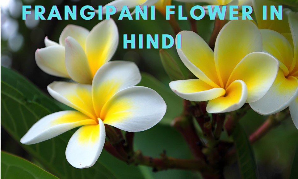 Frangipani Flower In Hindi
