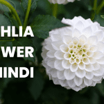 Dahlia Flower In Hindi
