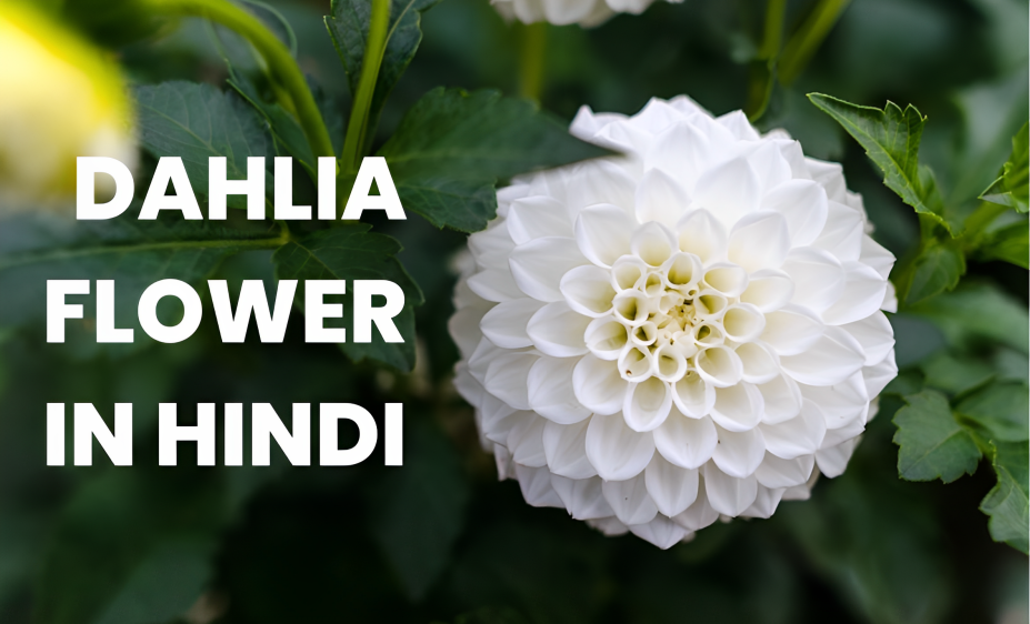 Dahlia Flower In Hindi