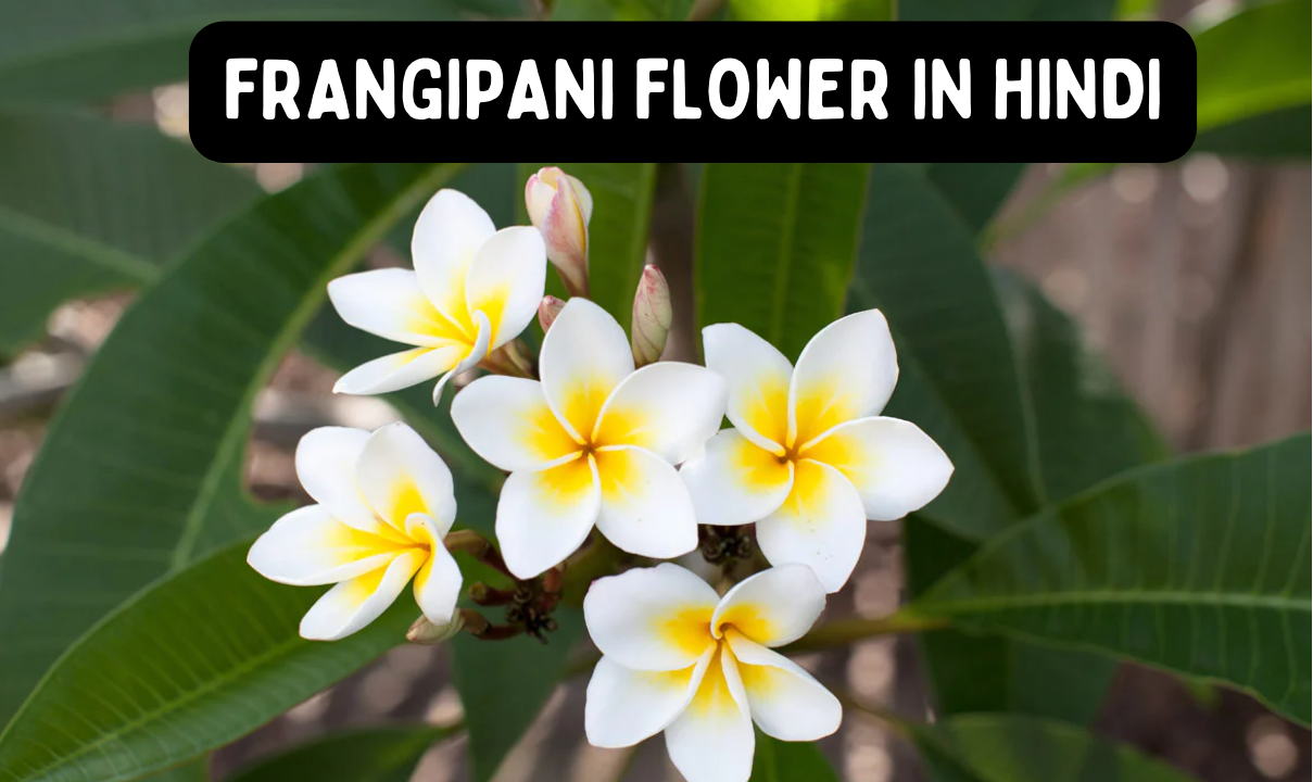 Frangipani Flower in Hindi